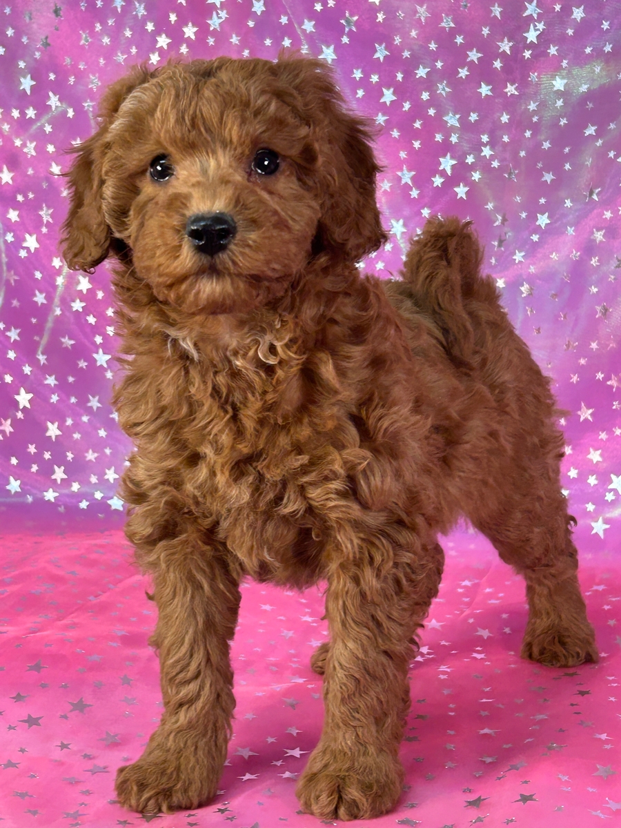Dark Red Mini Goldendoodle Puppy for Sale DOB 12-21-2025 $1200